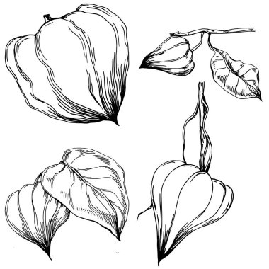 Vector physalis summer. Isolated botanical flower, leaves. Black and white engraved sketch ink art. Leaf plant botanical garden floral foliage. Wildflower drawing leaf illustration element.