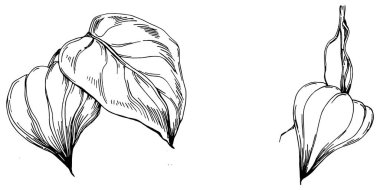 Vector physalis summer. Isolated botanical flower, leaves. Black and white engraved sketch ink art. Leaf plant botanical garden floral foliage. Wildflower drawing leaf illustration element.