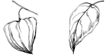 Vector physalis summer. Isolated botanical flower, leaves. Black and white engraved sketch ink art. Leaf plant botanical garden floral foliage. Wildflower drawing leaf illustration element.