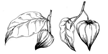 Vector physalis summer. Isolated botanical flower, leaves. Black and white engraved sketch ink art. Leaf plant botanical garden floral foliage. Wildflower drawing leaf illustration element.