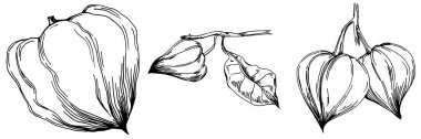 Vector physalis summer. Isolated botanical flower, leaves. Black and white engraved sketch ink art. Leaf plant botanical garden floral foliage. Wildflower drawing leaf illustration element.