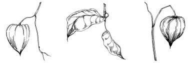 Vector physalis summer. Isolated botanical flower, leaves. Black and white engraved sketch ink art. Leaf plant botanical garden floral foliage. Wildflower drawing leaf illustration element.