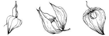 Vector physalis summer. Isolated botanical flower, leaves. Black and white engraved sketch ink art. Leaf plant botanical garden floral foliage. Wildflower drawing leaf illustration element.