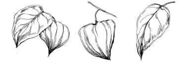Vector physalis summer. Isolated botanical flower, leaves. Black and white engraved sketch ink art. Leaf plant botanical garden floral foliage. Wildflower drawing leaf illustration element.