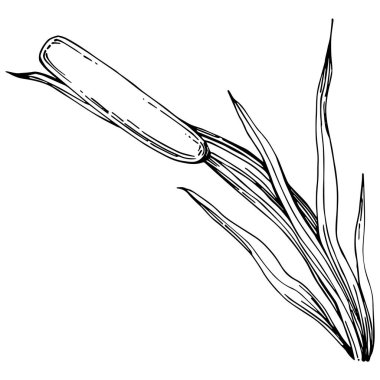 reeds floral decor vector illustration on white