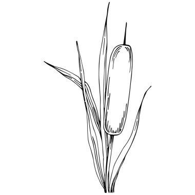 reeds floral decor vector illustration on white