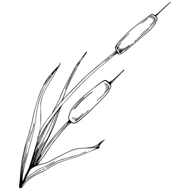 reeds floral decor vector illustration on white