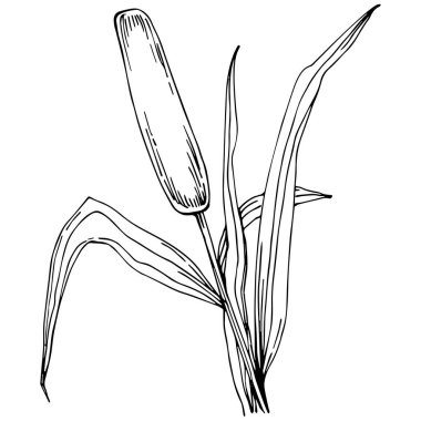 reeds floral decor vector illustration on white