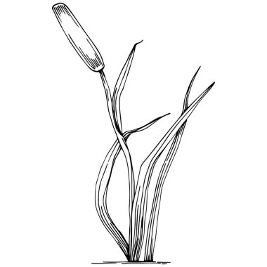 reeds floral decor vector illustration on white