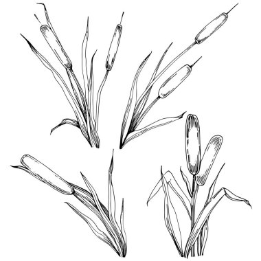 reeds floral decor vector illustration on white