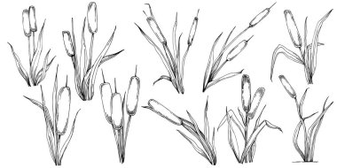 reeds floral decor vector illustration on white