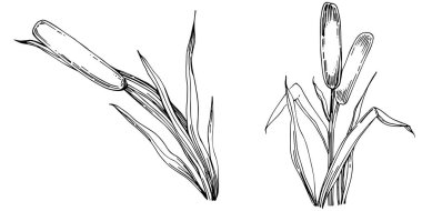 reeds floral decor vector illustration on white