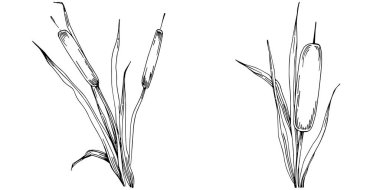 reeds floral decor vector illustration on white