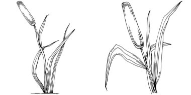 reeds floral decor vector illustration on white