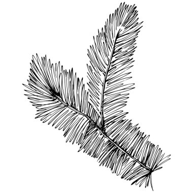 fir branch vector illustration on white