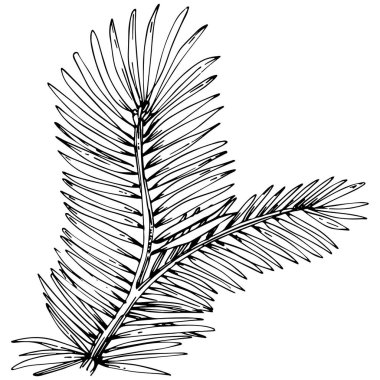 fir branch vector illustration on white