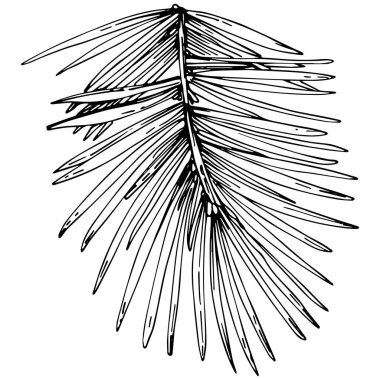 fir branch vector illustration on white