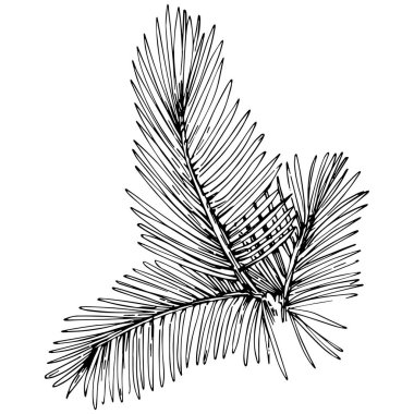 fir branch vector illustration on white