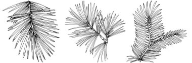 fir branches set vector illustration on white