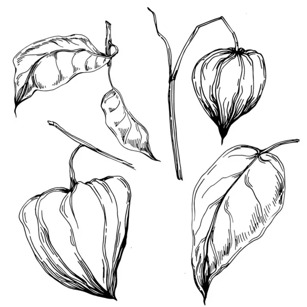 Vector Physalis Summer Isolated Botanical Flower Leaves Black White Engraved — Stock Vector