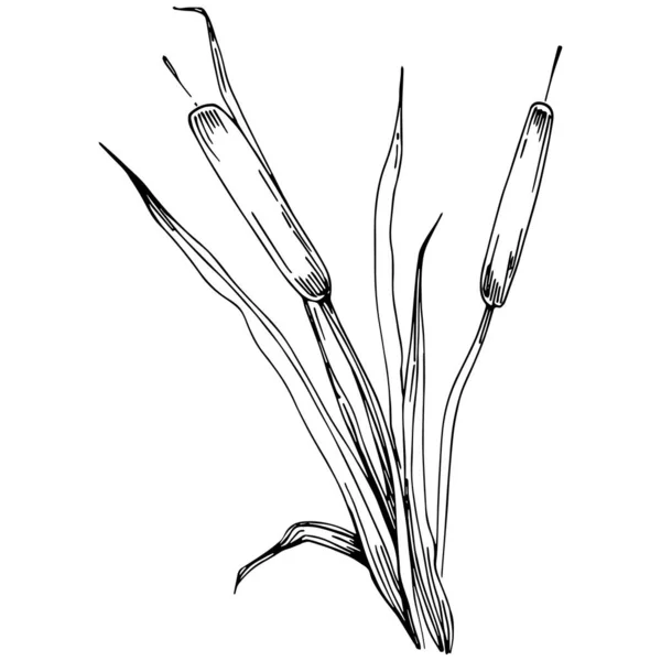 Reeds Floral Decor Vector Illustration White — Διανυσματικό Αρχείο