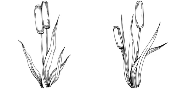 Reeds Floral Decor Vector Illustration White — Archivo Imágenes Vectoriales