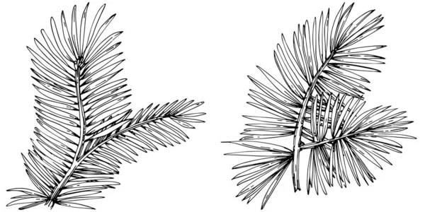 Fir Branches Set Vector Illustration White — Vettoriale Stock