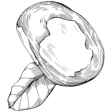 Brezilya cevizi ya da Brezilya fındığı elle çizilmiş Vector Illustration arka planda izole edilmiş. Restoran menüsü, market etiketi, logo, amblem, mutfak tasarımı için Retro style tarım ürünü. Paketleme için dekorasyon