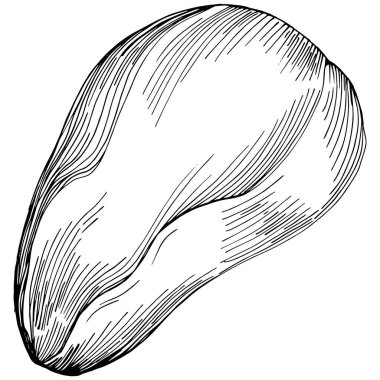 Brezilya cevizi ya da Brezilya fındığı elle çizilmiş Vector Illustration arka planda izole edilmiş. Restoran menüsü, market etiketi, logo, amblem, mutfak tasarımı için Retro style tarım ürünü. Paketleme için dekorasyon