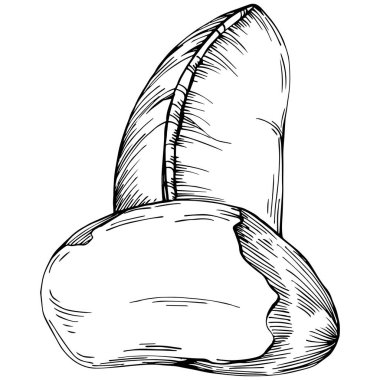 Brezilya cevizi ya da Brezilya fındığı elle çizilmiş Vector Illustration arka planda izole edilmiş. Restoran menüsü, market etiketi, logo, amblem, mutfak tasarımı için Retro style tarım ürünü. Paketleme için dekorasyon