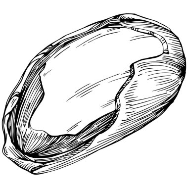 Brezilya cevizi ya da Brezilya fındığı elle çizilmiş Vector Illustration arka planda izole edilmiş. Restoran menüsü, market etiketi, logo, amblem, mutfak tasarımı için Retro style tarım ürünü. Paketleme için dekorasyon