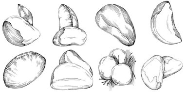 Brezilya cevizi ya da Brezilya fındığı elle çizilmiş Vector Illustration arka planda izole edilmiş. Restoran menüsü, market etiketi, logo, amblem, mutfak tasarımı için Retro style tarım ürünü. Paketleme için dekorasyon