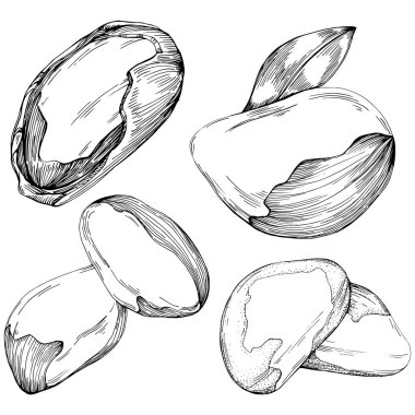 Brezilya cevizi ya da Brezilya fındığı elle çizilmiş Vector Illustration arka planda izole edilmiş. Restoran menüsü, market etiketi, logo, amblem, mutfak tasarımı için Retro style tarım ürünü. Paketleme için dekorasyon