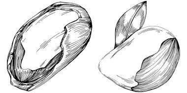 Brezilya cevizi ya da Brezilya fındığı elle çizilmiş Vector Illustration arka planda izole edilmiş. Restoran menüsü, market etiketi, logo, amblem, mutfak tasarımı için Retro style tarım ürünü. Paketleme için dekorasyon