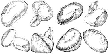 Brezilya cevizi ya da Brezilya fındığı elle çizilmiş Vector Illustration arka planda izole edilmiş. Restoran menüsü, market etiketi, logo, amblem, mutfak tasarımı için Retro style tarım ürünü. Paketleme için dekorasyon