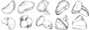 Brezilya cevizi ya da Brezilya fındığı elle çizilmiş Vector Illustration arka planda izole edilmiş. Restoran menüsü, market etiketi, logo, amblem, mutfak tasarımı için Retro style tarım ürünü. Paketleme için dekorasyon