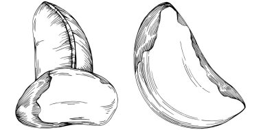 Brezilya cevizi ya da Brezilya fındığı elle çizilmiş Vector Illustration arka planda izole edilmiş. Restoran menüsü, market etiketi, logo, amblem, mutfak tasarımı için Retro style tarım ürünü. Paketleme için dekorasyon