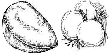 Brezilya cevizi ya da Brezilya fındığı elle çizilmiş Vector Illustration arka planda izole edilmiş. Restoran menüsü, market etiketi, logo, amblem, mutfak tasarımı için Retro style tarım ürünü. Paketleme için dekorasyon