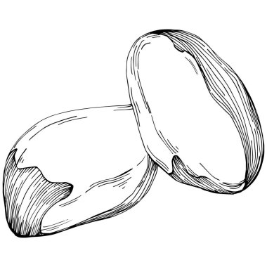 Brezilya cevizi ya da Brezilya fındığı elle çizilmiş Vector Illustration arka planda izole edilmiş. Restoran menüsü, market etiketi, logo, amblem, mutfak tasarımı için Retro style tarım ürünü. Paketleme için dekorasyon