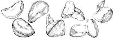 Brezilya cevizi ya da Brezilya fındığı elle çizilmiş Vector Illustration arka planda izole edilmiş. Restoran menüsü, market etiketi, logo, amblem, mutfak tasarımı için Retro style tarım ürünü. Paketleme için dekorasyon