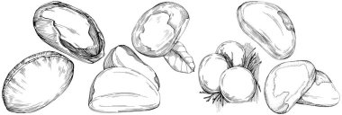 Brezilya cevizi ya da Brezilya fındığı elle çizilmiş Vector Illustration arka planda izole edilmiş. Restoran menüsü, market etiketi, logo, amblem, mutfak tasarımı için Retro style tarım ürünü. Paketleme için dekorasyon