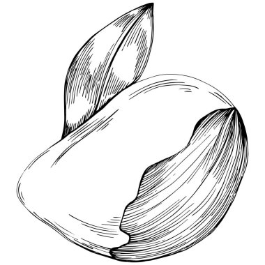 Brezilya cevizi ya da Brezilya fındığı elle çizilmiş Vector Illustration arka planda izole edilmiş. Restoran menüsü, market etiketi, logo, amblem, mutfak tasarımı için Retro style tarım ürünü. Paketleme için dekorasyon