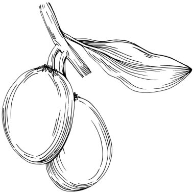 Jojoba ağacı ve fasulyeleri beyaz arka planda elle çizim yapıyorlar. İşlenmiş stil illüstrasyonlu izole bir nesne. Tasarım logosu, menü, etiket, simge, pul için en iyisi.