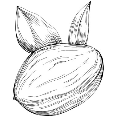 Jojoba ağacı ve fasulyeleri beyaz arka planda elle çizim yapıyorlar. İşlenmiş stil illüstrasyonlu izole bir nesne. Tasarım logosu, menü, etiket, simge, pul için en iyisi.