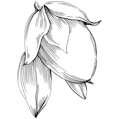 Jojoba ağacı ve fasulyeleri beyaz arka planda elle çizim yapıyorlar. İşlenmiş stil illüstrasyonlu izole bir nesne. Tasarım logosu, menü, etiket, simge, pul için en iyisi.