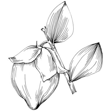 Jojoba ağacı ve fasulyeleri beyaz arka planda elle çizim yapıyorlar. İşlenmiş stil illüstrasyonlu izole bir nesne. Tasarım logosu, menü, etiket, simge, pul için en iyisi.