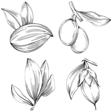 Jojoba ağacı ve fasulyeleri beyaz arka planda elle çizim yapıyorlar. İşlenmiş stil illüstrasyonlu izole bir nesne. Tasarım logosu, menü, etiket, simge, pul için en iyisi.