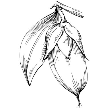 Jojoba ağacı ve fasulyeleri beyaz arka planda elle çizim yapıyorlar. İşlenmiş stil illüstrasyonlu izole bir nesne. Tasarım logosu, menü, etiket, simge, pul için en iyisi.