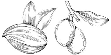 Jojoba ağacı ve fasulyeleri beyaz arka planda elle çizim yapıyorlar. İşlenmiş stil illüstrasyonlu izole bir nesne. Tasarım logosu, menü, etiket, simge, pul için en iyisi.