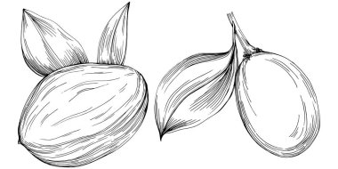 Jojoba ağacı ve fasulyeleri beyaz arka planda elle çizim yapıyorlar. İşlenmiş stil illüstrasyonlu izole bir nesne. Tasarım logosu, menü, etiket, simge, pul için en iyisi.